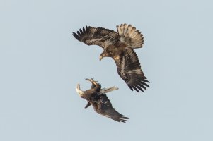 Bald Eagle (immature) 113.jpg