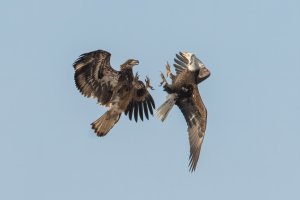 Bald Eagle (immature) 114.jpg