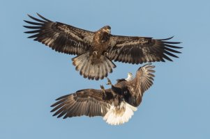 Bald Eagle (immature) 115.jpg