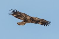 Bald Eagle (immature) 118.jpg
