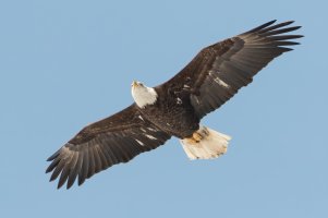 Bald Eagle (immature) 119.jpg