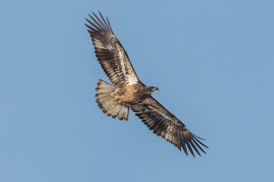 Bald Eagle (immature) 120.jpg