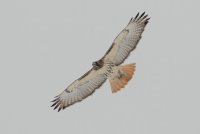 Red-tailed Hawk (adult) 136.jpg