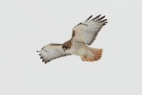 Red-tailed Hawk (adult) 142.jpg