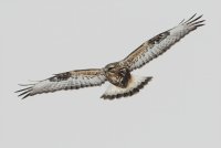 Rough-legged Hawk (adult female-light morph) 104.jpg