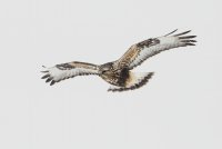 Rough-legged Hawk (adult female-light morph) 106.jpg