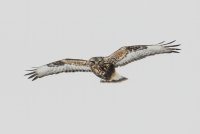 Rough-legged Hawk (adult female-light morph) 120.jpg