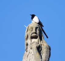 DSC_5889-DxO_Magpie_on_Gargoyle1.jpg