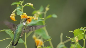Ruby-throated Hummingbird_s_8223.JPG