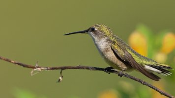 Ruby-throated Hummingbird_s_8139.JPG