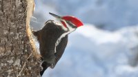 Pileated Woodpecker Jan 2017_s_2237.JPG