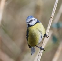 DSC_6074-DxO_bluetit.jpg