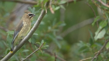 Cedar Waxwing Im_s_8222.JPG