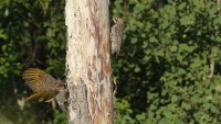 Yellow-shafted Flickers_Im_s_7715.JPG