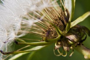 dandilion ultra 2.jpg