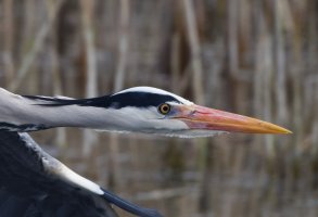 DSC_6011-DxO_Heron_flying-croppedHeadjpg.jpg