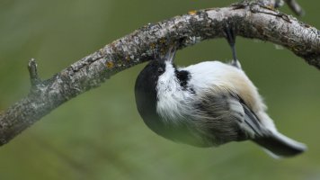 Chickadee_s_8252.JPG