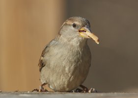 SparrowPeanut5643web.jpg