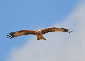DSC_6578-DxO_red_kite_sh.jpg