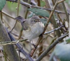 3Q7A2278-DxO_chiffchaff.jpg