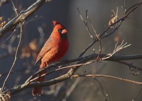 Cardinal6562web.jpg
