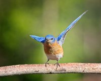 Bluebird Salute.jpeg