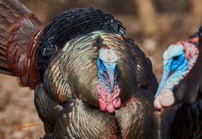 TurkeyHeadshotFannedOut8138web.jpg