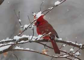 Cardinal5151web.jpg