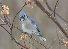 BlueJay5583Web.jpg