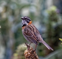 3Q7A8941-DxO_rufous_collared_sparrow.jpg