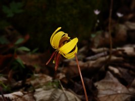 Fawn Lily (Erythronium americanum) The Pocket resized.JPG