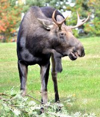 Moose_Y_Male_04.JPG