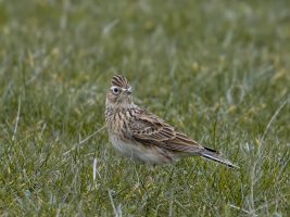 IMG_9608_skylark_NN.jpg