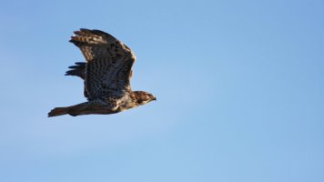 IMG_7769 - DxO Full Size Edit.jpg