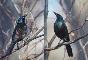 2GracklesWeb.jpg