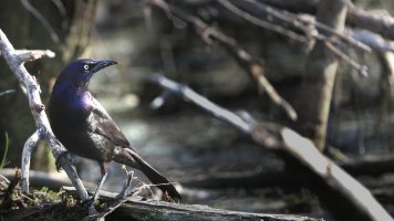 Common Grackle_s_2958.JPG