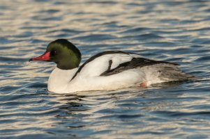 Common Merganser (male-spring) 100.jpg