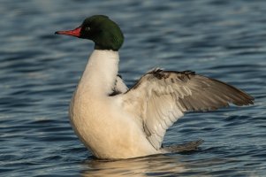 Common Merganser (male-spring) 102.jpg