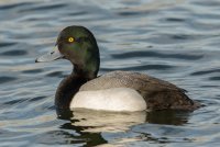 Greater Scaup (male-spring) 100.jpg