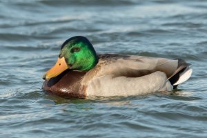 Mallard (male-spring) 100.jpg