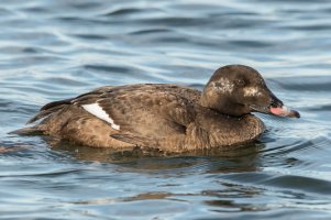 White-winged Scoter (female-spring) 100.jpg