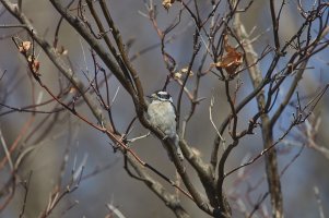 DownyWoodpecker6707FullWeb.jpg