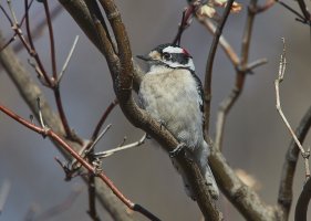 DownyWoodpecker6707Web.jpg