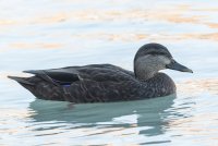 American Black Duck (winter) 105.jpg