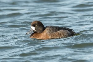 Greater Scaup (female-spring) 100.jpg