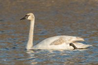 Trumpeter Swan (adult-spring) 100.jpg