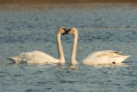 Trumpeter Swan (adult-spring) 102.jpg