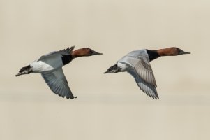 Canvasback (male-spring) 104.jpg