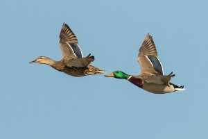Mallard (pair-spring) 100.jpg