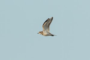 Killdeer (adult-spring) 101.jpg